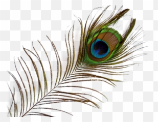 Peacock Feather Png Transparent Images - Background