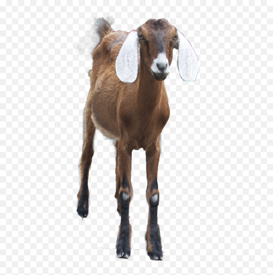 Goat Png Alpha Channel Clipart Images - Gaot Pic In Png,Goats Png