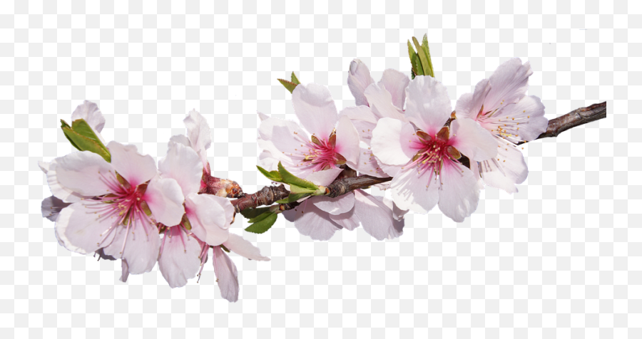 Sakura Png - May New Month Messages,Cherry Blossom Branch Png
