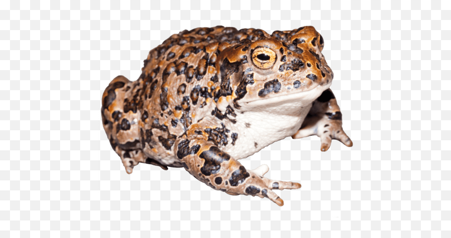 Publications U2013 Paul Maier Research - Yosemite Toad Png,Toad Transparent