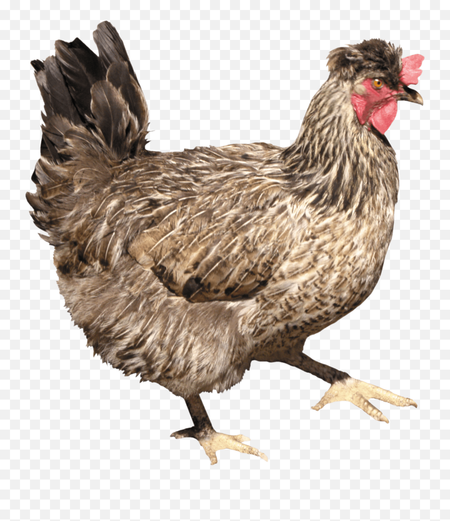 Download Chicken Png Image Hq - Chicken Png,Chicken Png