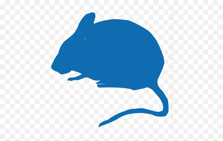 Mouse U2013 Ibv - Clinical Trial Animal Png,Kiwi Bird Icon