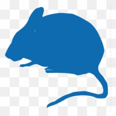 Mouse U2013 Ibv - Clinical Trial Animal png