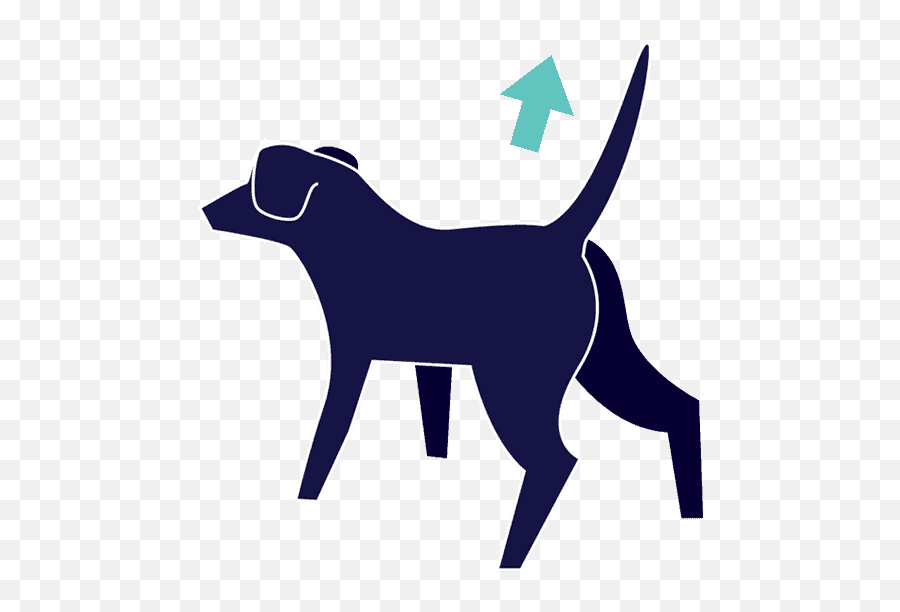 What Do Your Dogu0027s Tail Movements Really Mean - Dogs Tail Wagging Motion Png,Barking Dog Icon