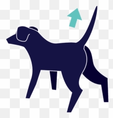 What Do Your Dogu0027s Tail Movements Really Mean - Dogs Tail Wagging Motion png