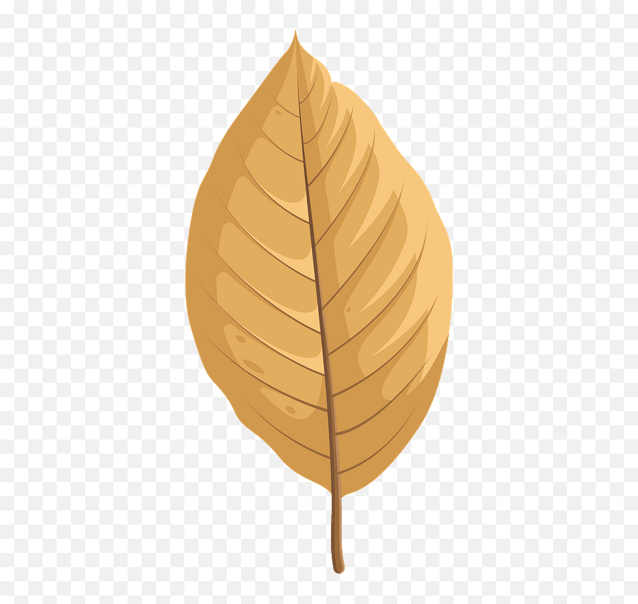Cucumber Tree Autumn Leaf Clipart Free Download Transparent - Cucumber Leaf Trees In The Fall Png,Autumn Leaves Icon