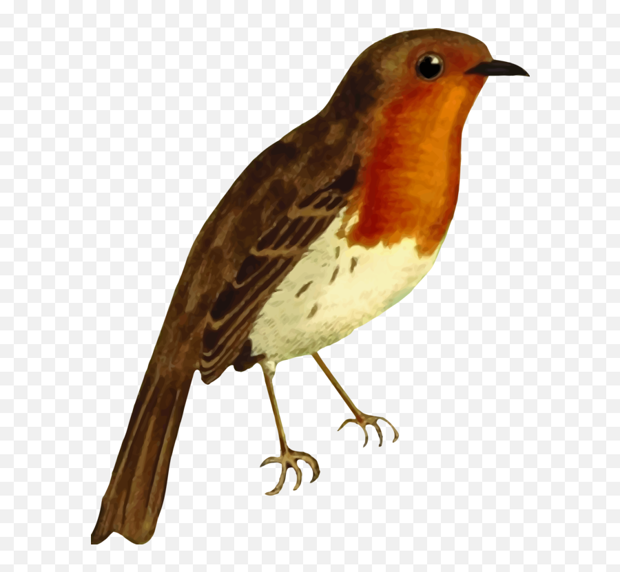 Perching Birdold World Flycatchereuropean Robin Png - Clipart Robin Bird,Robin Png