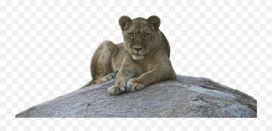Lioness Png Background Image - Portable Network Graphics,Lioness Png