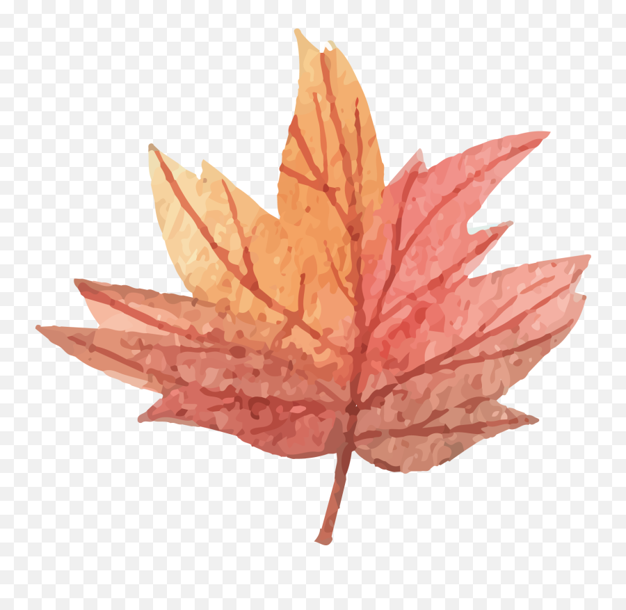 Maple Leaf - Vector Maple Leaf Png Download 16441529 Vector Transparent Background Maple Leaf,Maple Leaf Png