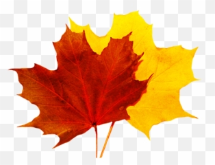 Library Of Colorful Fall Leaves Clip - Leaf Transparent Background png