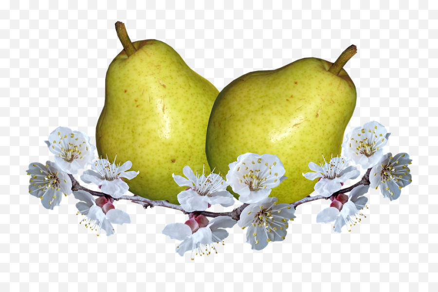 Download Fruit Pears Pear Blossom Nutrition Food - Pear Png Poirier,Pear Png