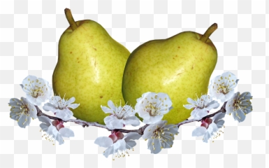 Download Fruit Pears Pear Blossom Nutrition Food - Pear Png Poirier,Pear Png