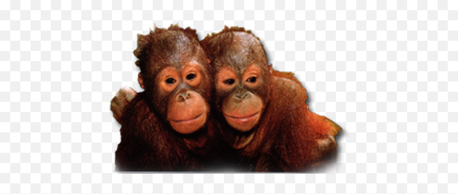 Sumatran Orangutan Png 5 Image - Orangutan,Orangutan Png
