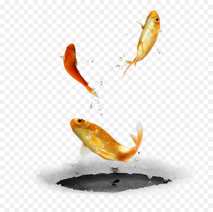 Download Ftestickers Fishfishes Goldfish Jumping - Fish Jumping Transparent Png,Goldfish Transparent Background