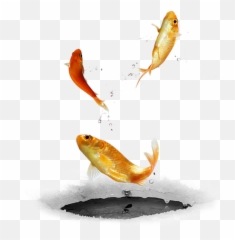 Download Ftestickers Fishfishes Goldfish Jumping - Fish Jumping Transparent png