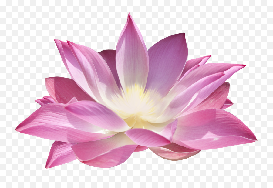 Lotus Flower Png - Png Lotus Flower,Lotus Transparent Background