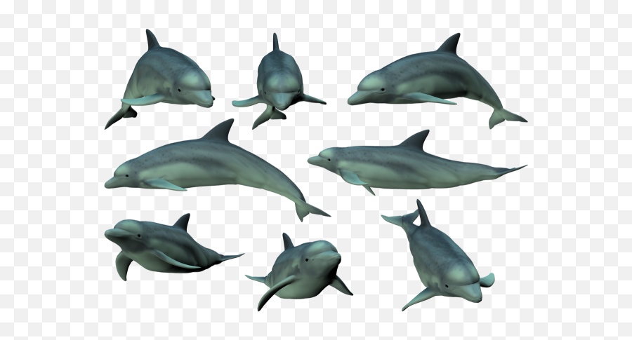 Tags - Dolphin Png,Dolphin Png