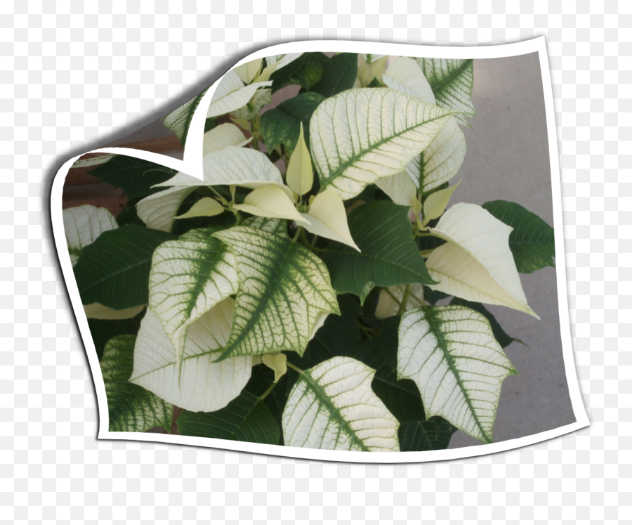 Plants Form Country Colors Opage Curl - Beech Png,Page Curl Png