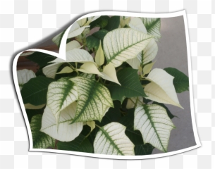Plants Form Country Colors Opage Curl - Beech png