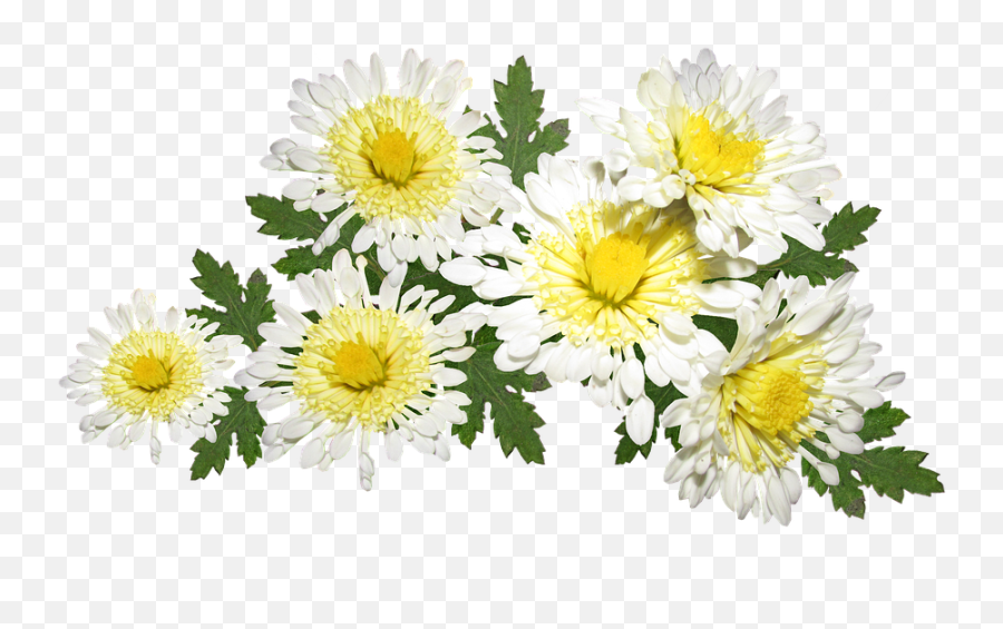 Flowers White Chrysanthemum Mothers - Hoa Cúc Trng Png,Chrysanthemum Png