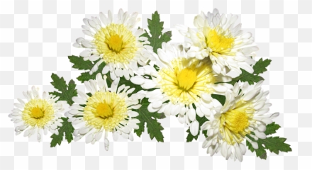 Flowers White Chrysanthemum Mothers - Hoa Cúc Trng Png,Chrysanthemum Png