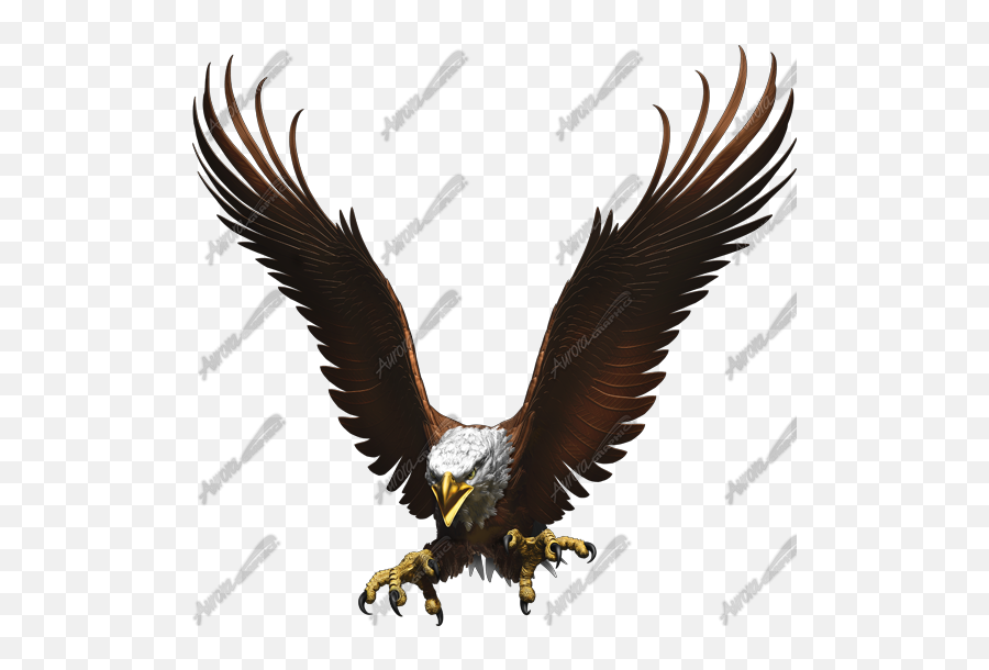 Pix - 550x529 Flight Of The Eagle Png V81 Background Portable Network Graphics,Eagle Png