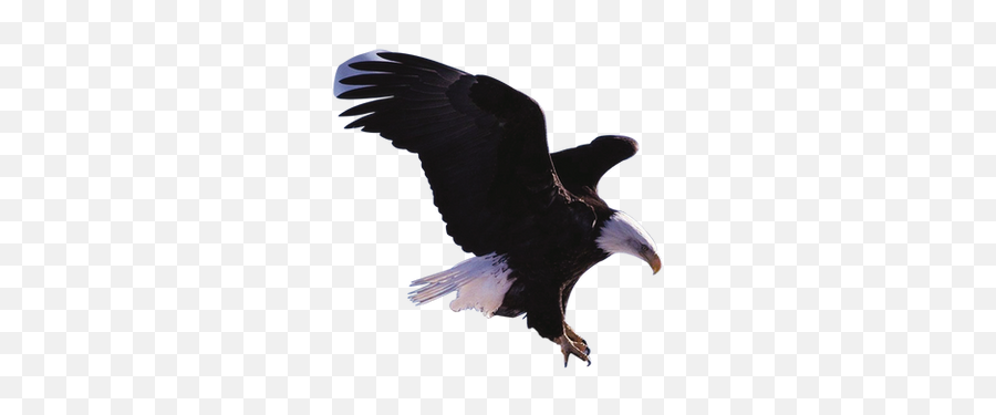 Eagle Png Images - Eagle,Eagle Feather Png