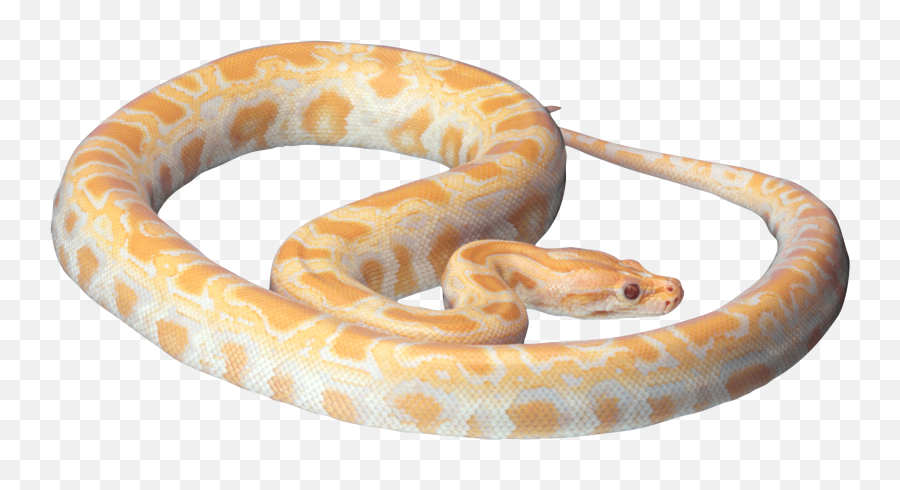 Snake Png Image Free Download - White And Orange Snake,Cartoon Snake Png