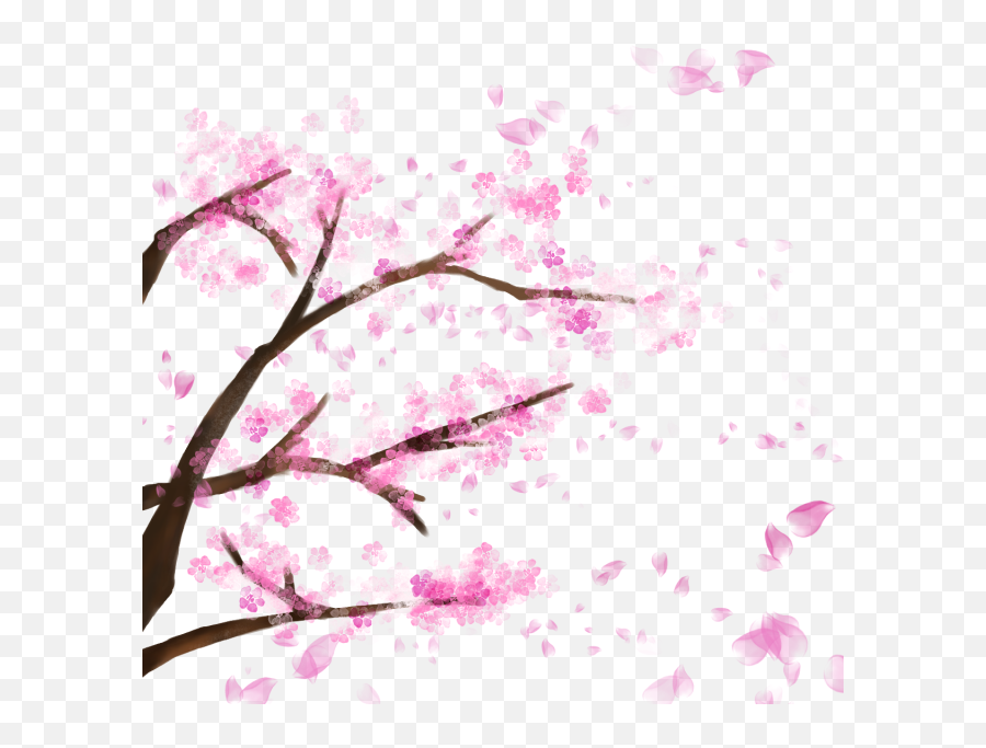Blooming Cherry Tree Blossom - Sakura Tree Transparent Background Png,Cherry Blossoms Transparent