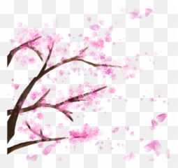 Blooming Cherry Tree Blossom - Sakura Transparent Background png