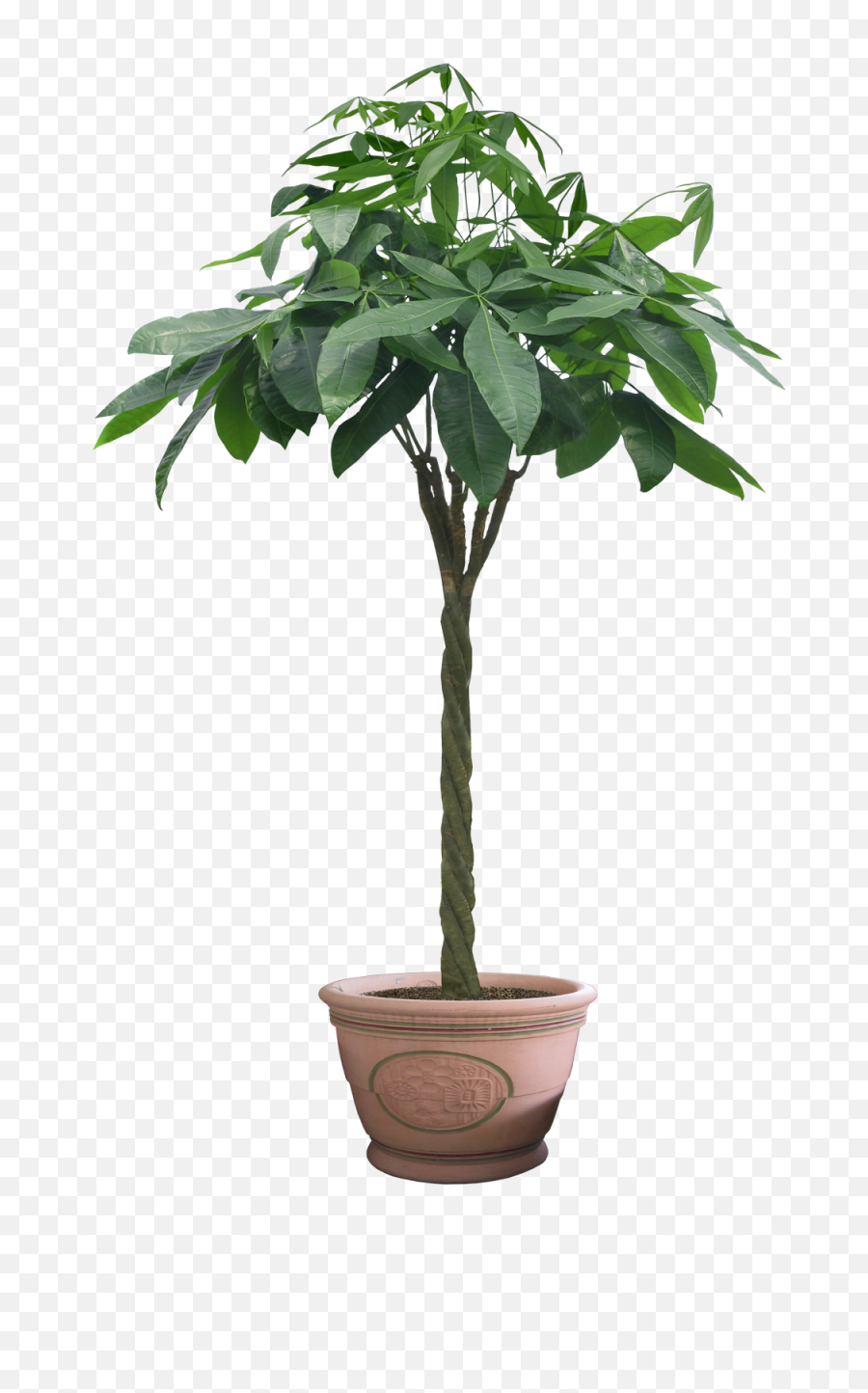 Plant Png Potted Flower Image - Transparent Potted Tree Png,Plant Png