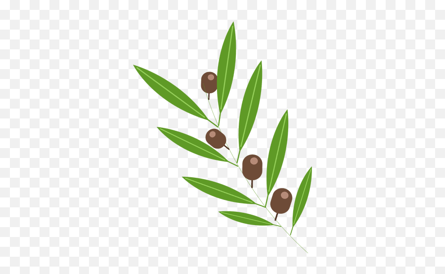 Olives - Olive Leaf Transparent Png,Tree Bark Png