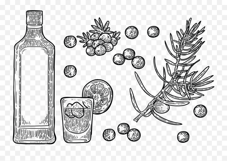 Free Hand Drawn Juniper Vector - Drawing Juniper Berries Png,Juniper Png