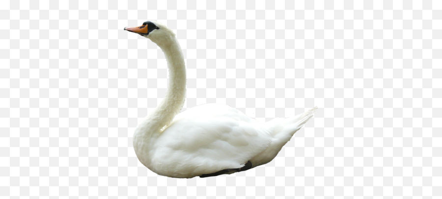 Download Free Png Swan - Dlpngcom Swan Sitting,Swan Png