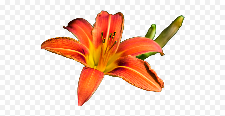 Tiger Lily Puzzle For Sale By Christina Rollo Png Daylily Green Icon