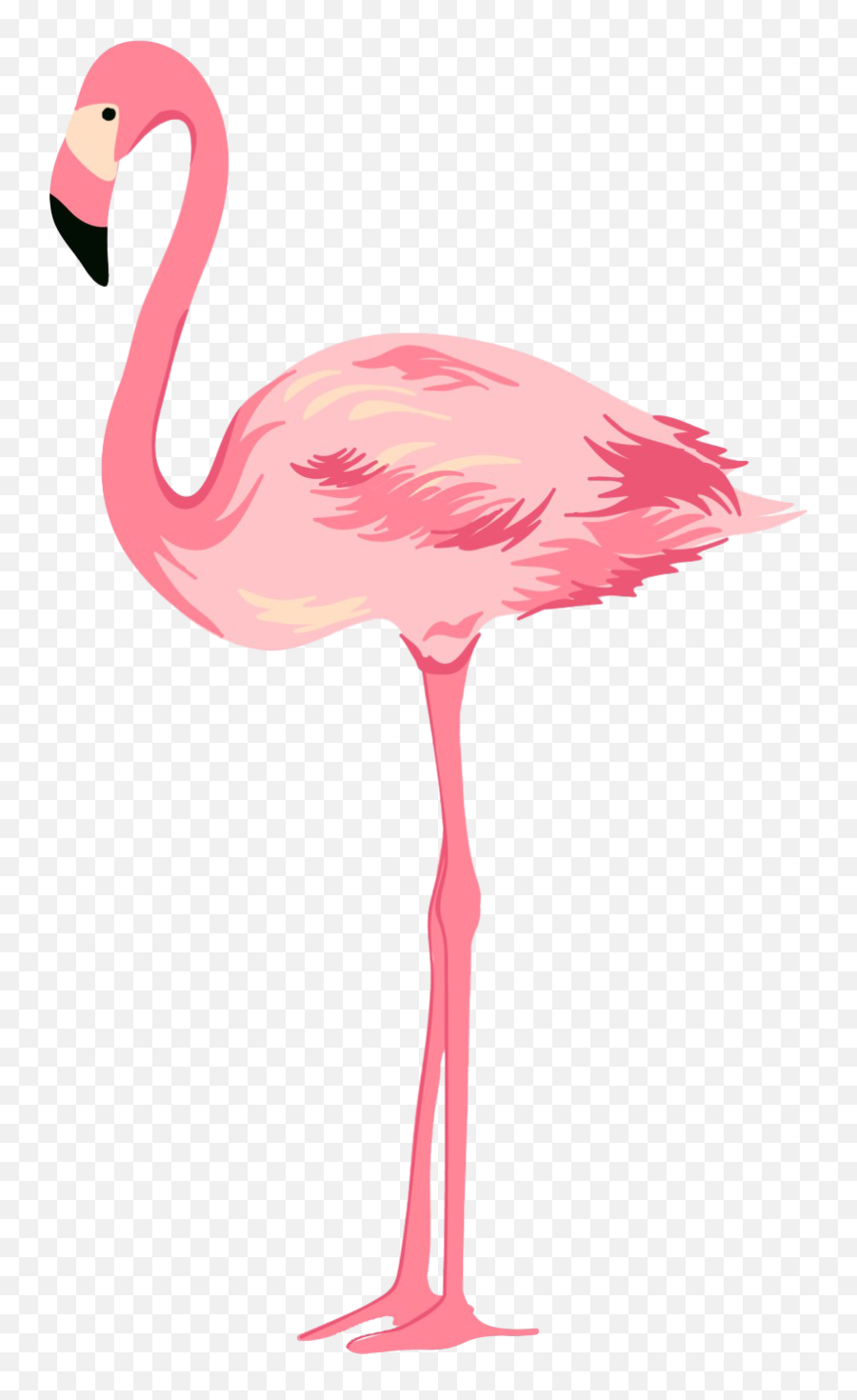 Flamingo Transparent Background - Flamingo Png,Flamingo Transparent Background