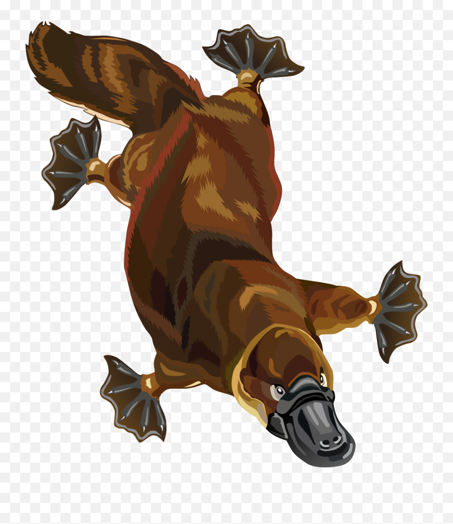 Best Platypus Clipart 10035 - Clipartioncom Clip Art Png,Platypus Png