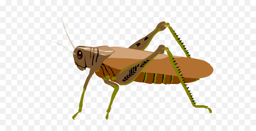 Brown Grasshopper Clip Art - Vector Clip Art Grasshopper Clip Art Png,Grasshopper Png