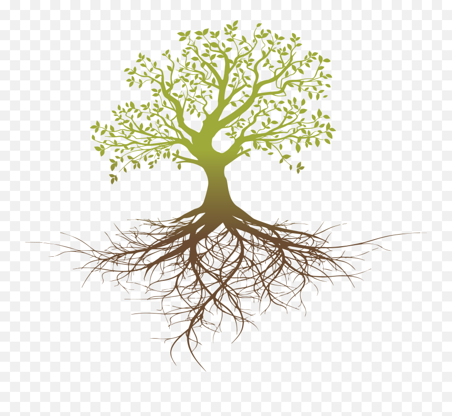 Root System Tree Oak - Tree With Roots Png,Tree Roots Png