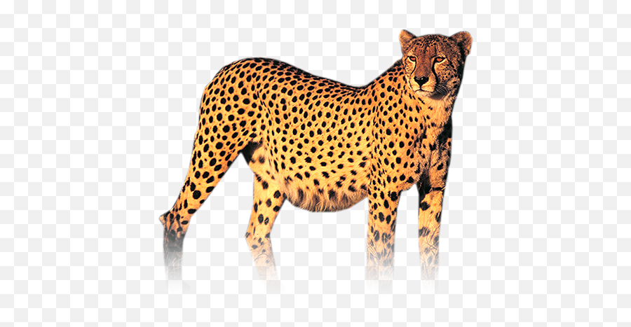 Cheetah Png Hd - Cheetah Png Hd,Cheetah Png