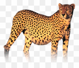 Cheetah Png Hd - Cheetah Png Hd,Cheetah Png