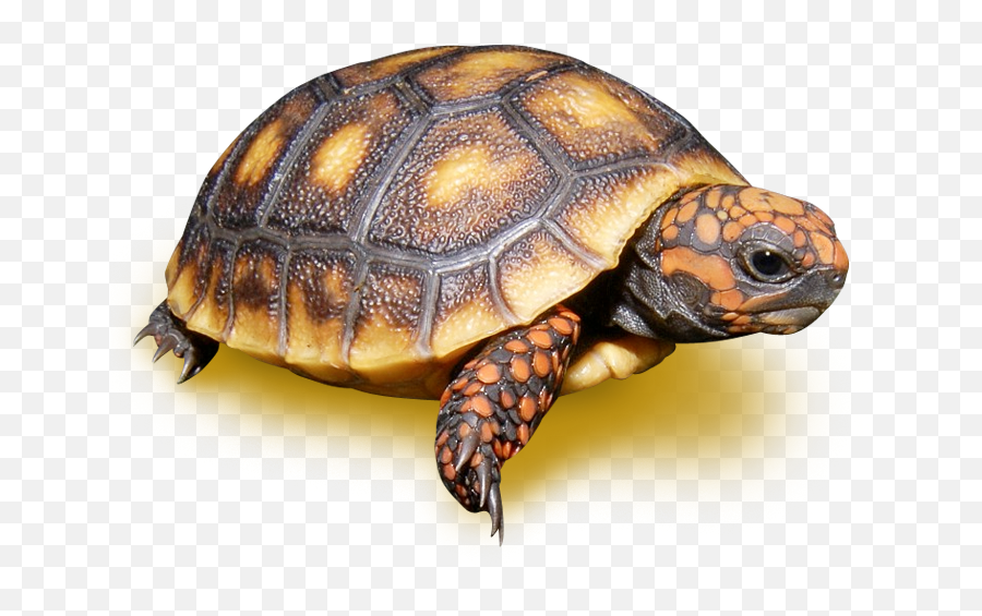 Red Footed Tortoise - Transparent Red Foot Tortoise Png,Tortoise Png