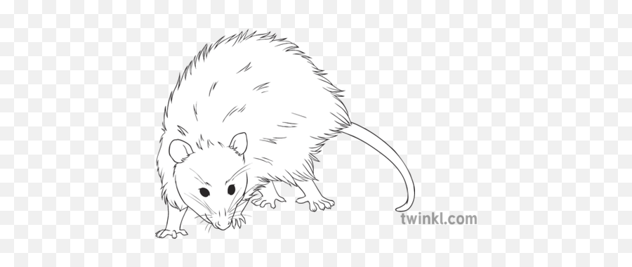 American Opossum General Animal Marsupial Secondary Black - Rat Png,Opossum Png