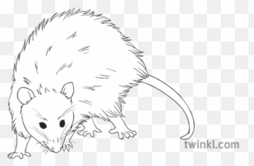 American Opossum General Animal Marsupial Secondary Black - Rat Png,Opossum Png
