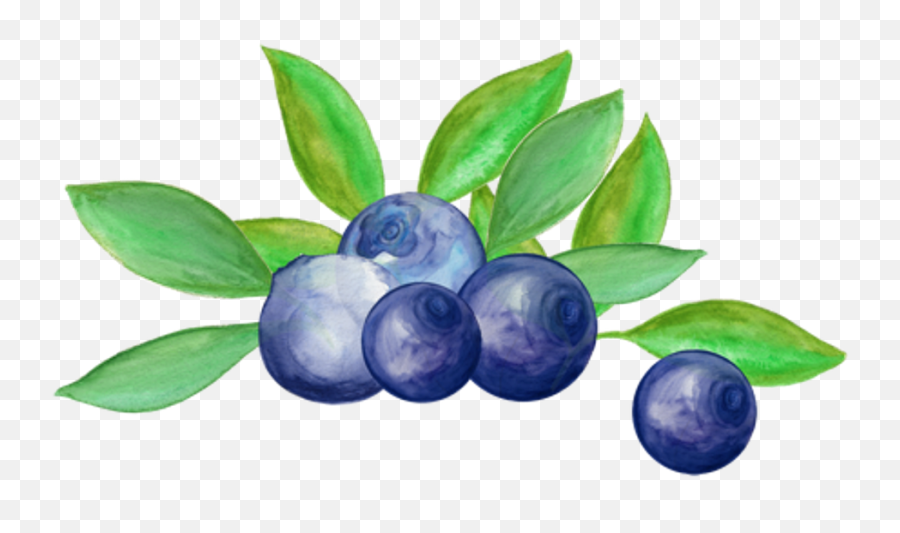 Blueberry Arrangement Watercolor - Blueberry Png,Blueberry Transparent Background