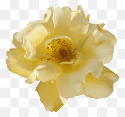 The Collection U2014 Drift Roses - Peony png