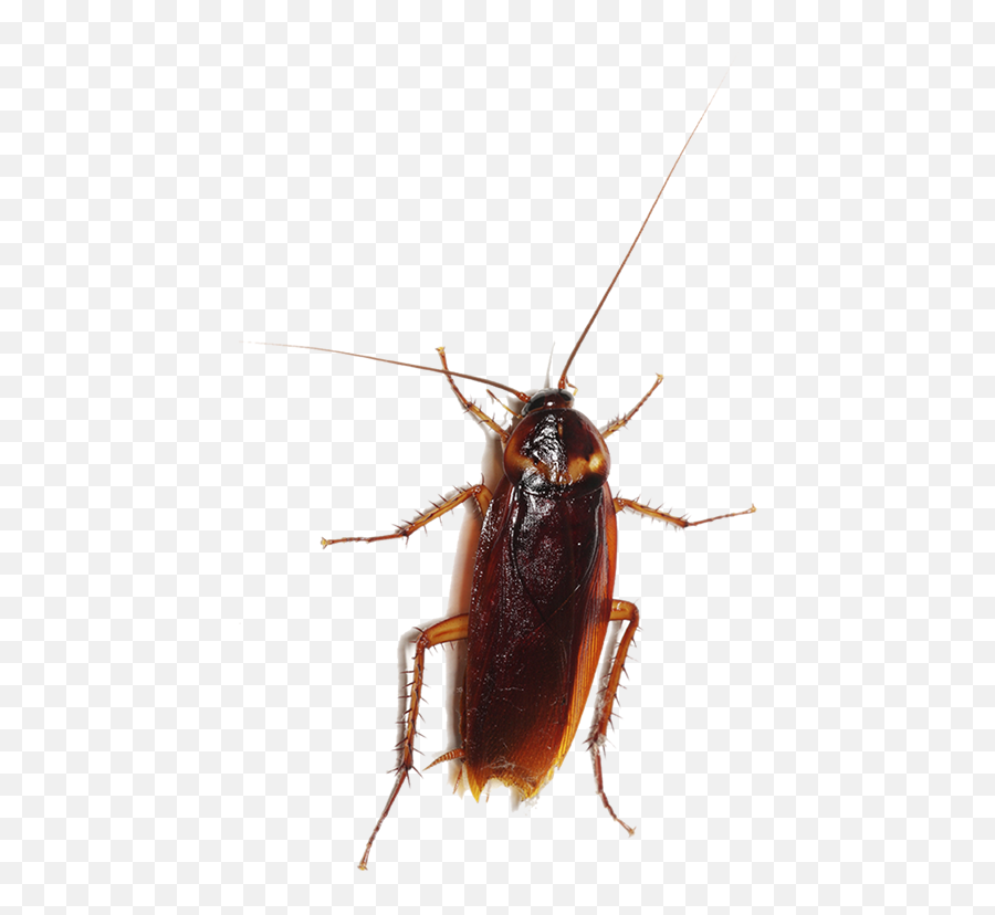 Cockroach Entokim Evre Sal Hizmetleri Insect Pest - Cockroach Png,Cockroach Png