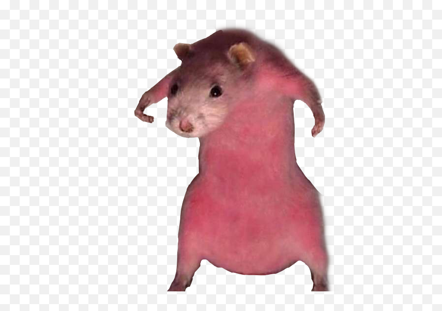 Rats Rat Ratatouille Sticker By Abreeze - All Rats From Ratatouille Png,Rat Transparent Background