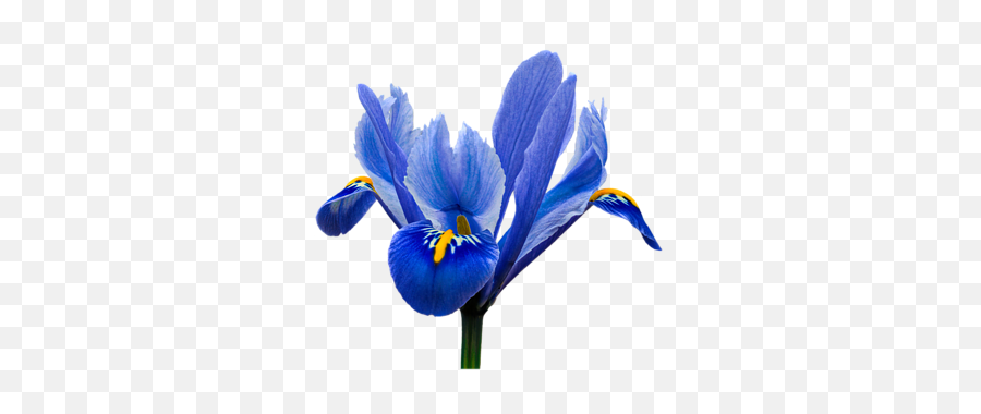 Iris Recticulata Transparent Background Throw Pillow - Iris Flower Transparent Background Png,Pillow Transparent Background
