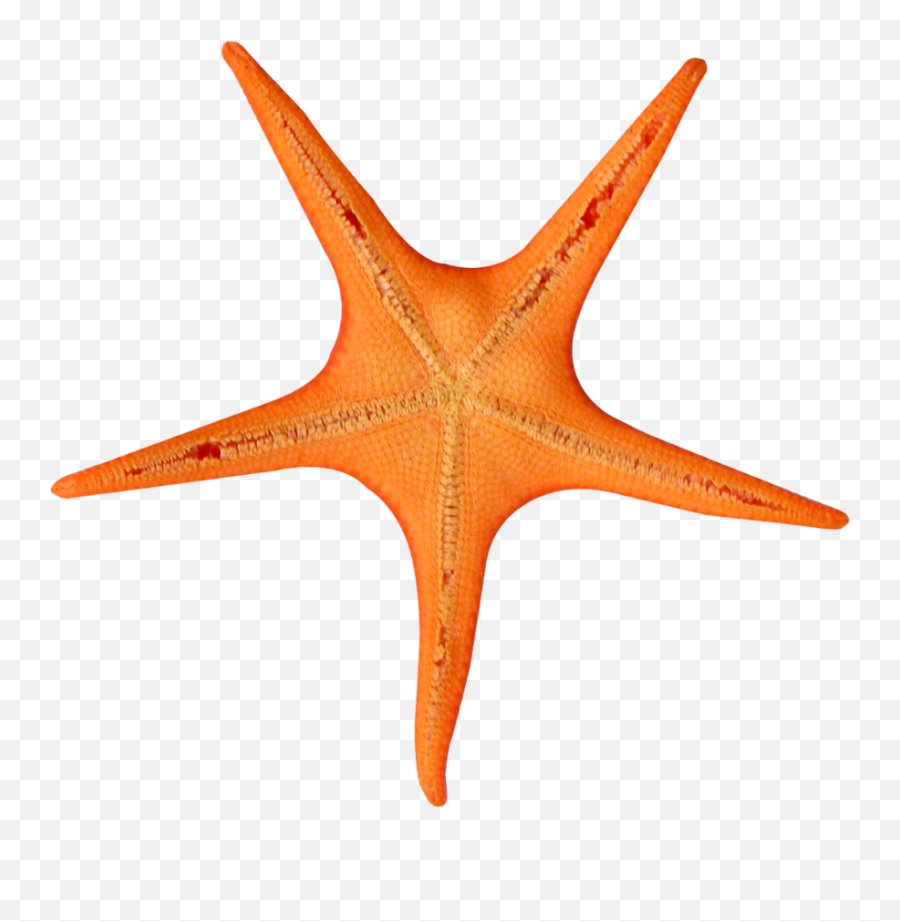 Pin By Pets World - Turuncu Renkli Hayvanlar,Starfish Png